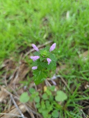 Lamium hybridum