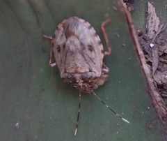 Antiteuchus