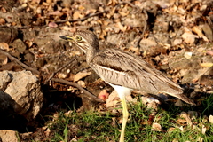 Burhinus vermiculatus