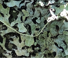 Parmelia pseudosulcata