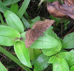 Carcharodini