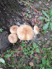 Oudemansiella