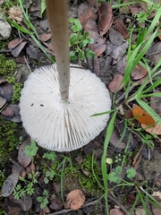 Oudemansiella