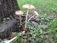 Oudemansiella