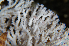Stylaster gemmascens