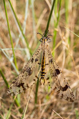 Palpares libelluloides