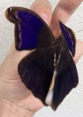 Eryphanis lycomedon