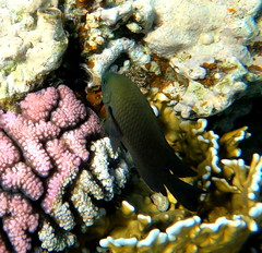 Neoglyphidodon melas