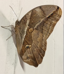 Eryphanis lycomedon