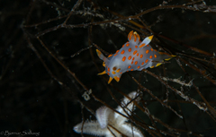 Polycera quadrilineata