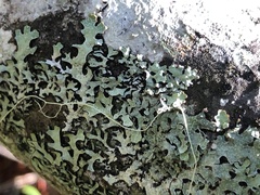 Parmelia pseudosulcata