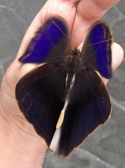 Eryphanis lycomedon