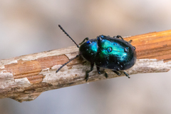 Chrysochus asclepiadeus