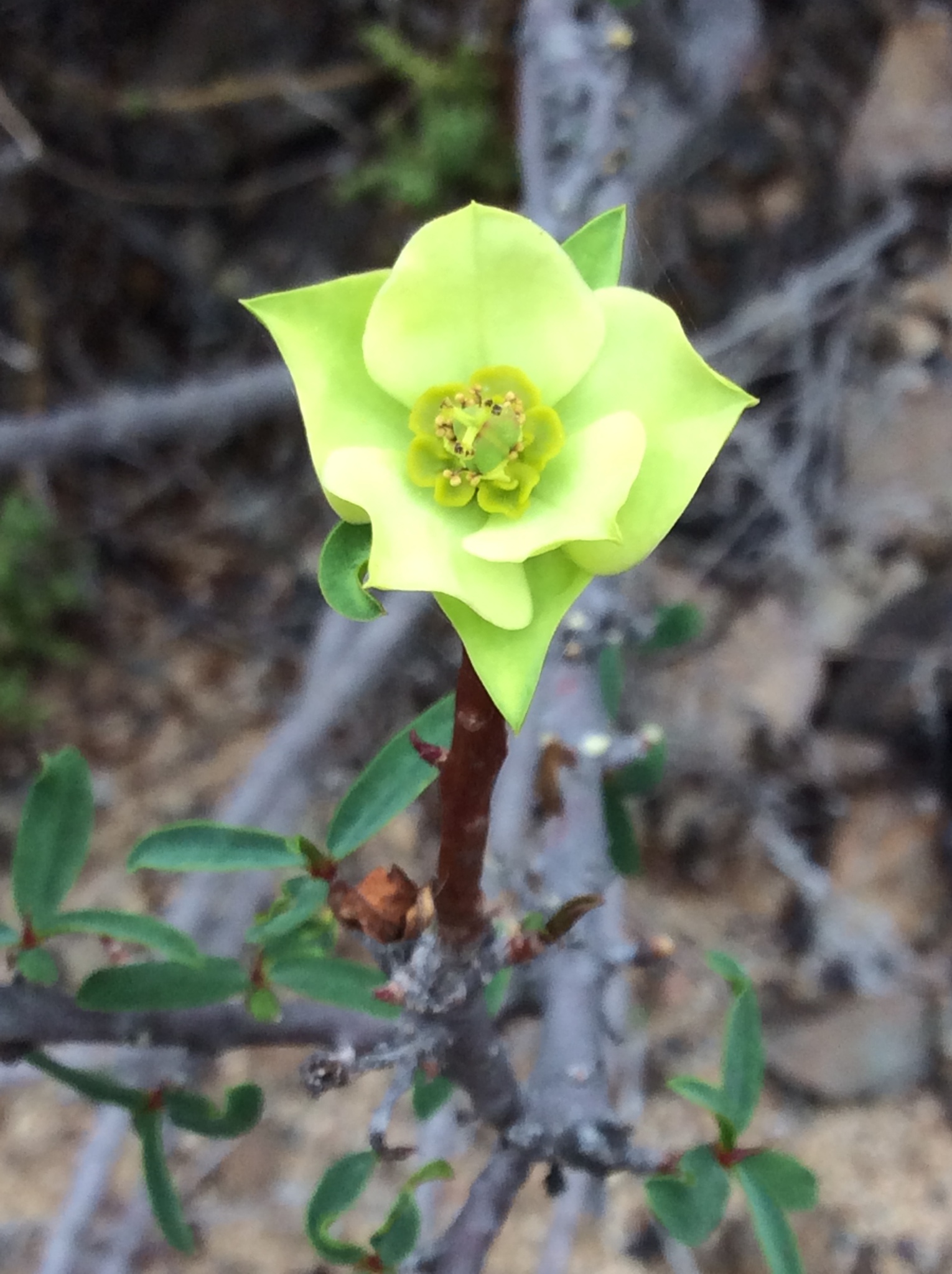 Euphorbia lactiflua