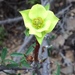 Euphorbia lactiflua - Photo (c) rpmundo, algunos derechos reservados (CC BY-NC), subido por rpmundo