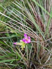Chaetogastra gracilis