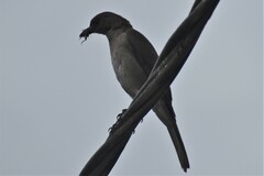 Turdus ignobilis