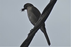 Turdus ignobilis