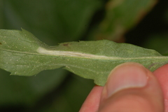 Cremastobombycia solidaginis