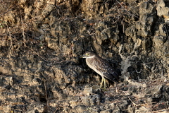 Gorsachius leuconotus