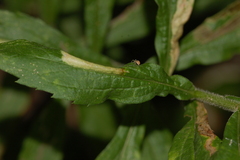 Cremastobombycia solidaginis