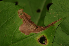 Sumitrosis inaequalis
