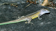 Cnemidophorus lemniscatus