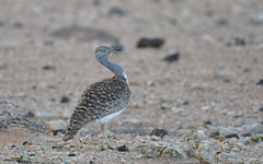 Chlamydotis undulata