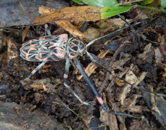 Acrocinus longimanus