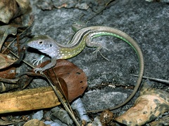 Cnemidophorus lemniscatus