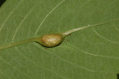 Neolasioptera impatientifolia