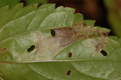 Leucospilapteryx venustella