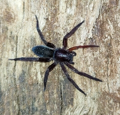 Asthenoctenus borellii