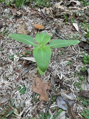 Rudbeckia texana