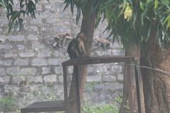 Macaca radiata
