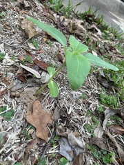 Rudbeckia texana