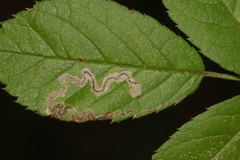 Stigmella rosaefoliella