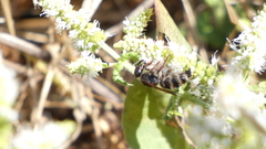 Colpa quinquecincta