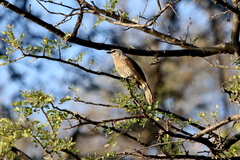 Turdoides hartlaubii