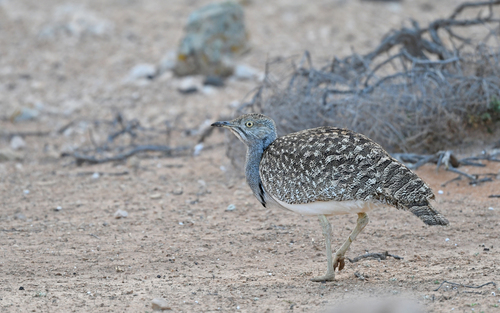 Avutarda hubara africana (Chlamydotis undulata)