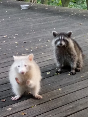 Common Raccoon photographed in Ohio