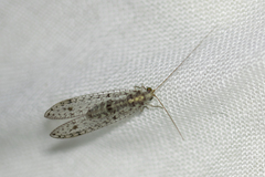 Suarius tigridis