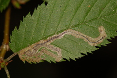 Stigmella lemniscella