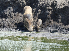 Phacochoerus africanus massaicus