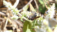 Colpa quinquecincta