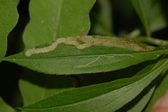 Phytomyza albiceps group