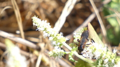 Colpa quinquecincta