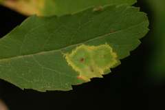 Lasioptera spiraeafolia