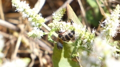 Colpa quinquecincta