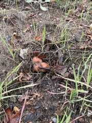 Pholiota velaglutinosa